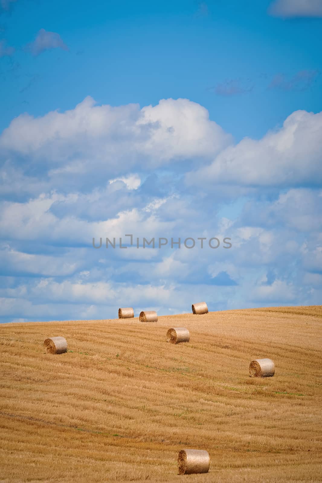 Lot of Haystacks on the Field in Lithuania