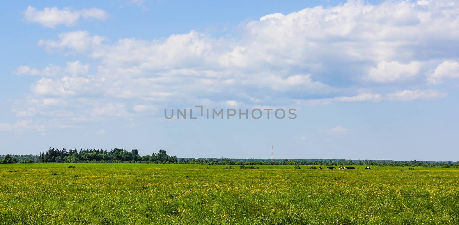 The summer landscape of Russia in the countryside, cows graze in the meadow, the sun shines, the grass is green, the sky is bluemer landscape in the field, the expanses of Russia, green grass and blue sky...