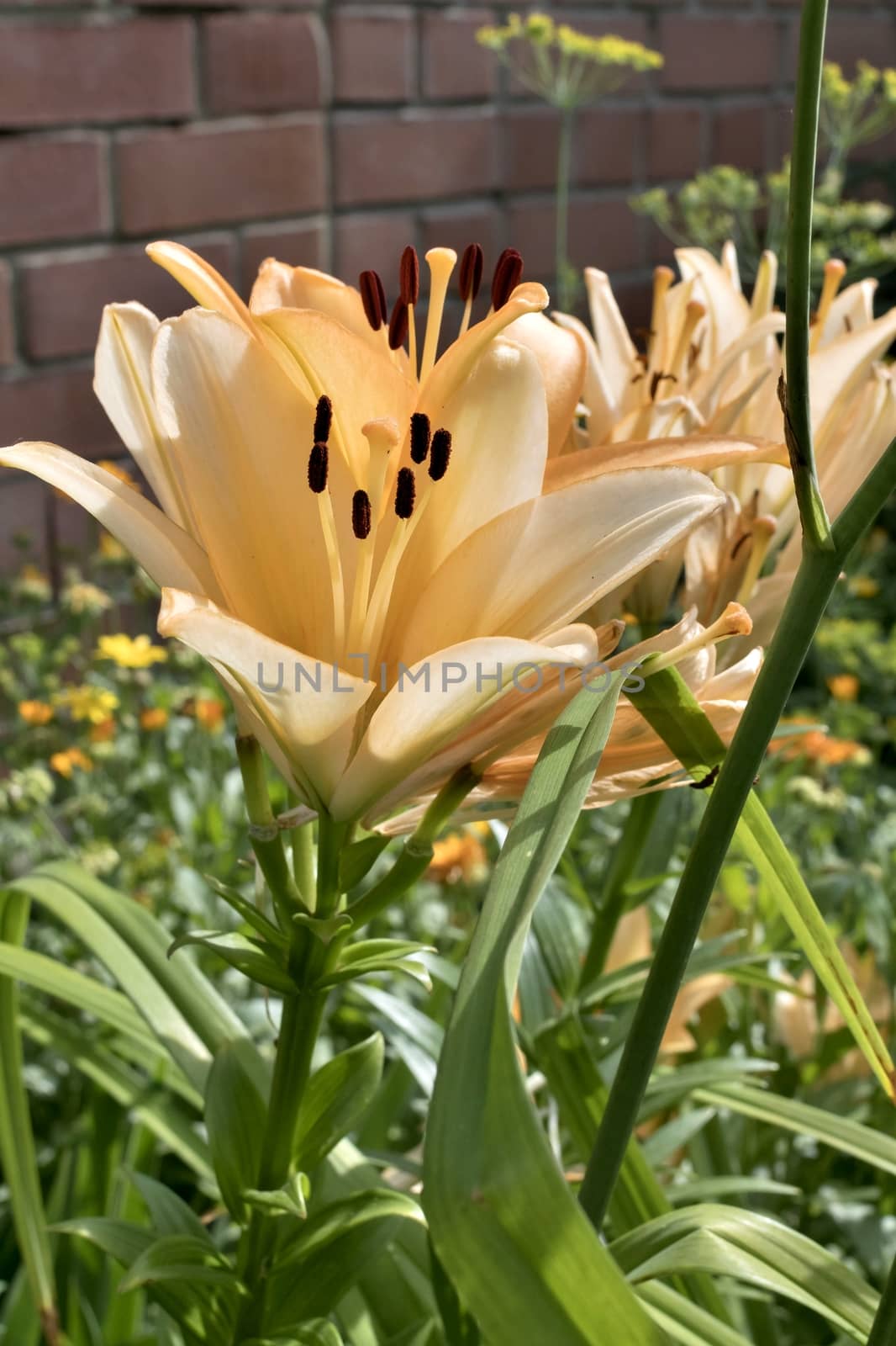 flower cream Lily in the light of the morning sun