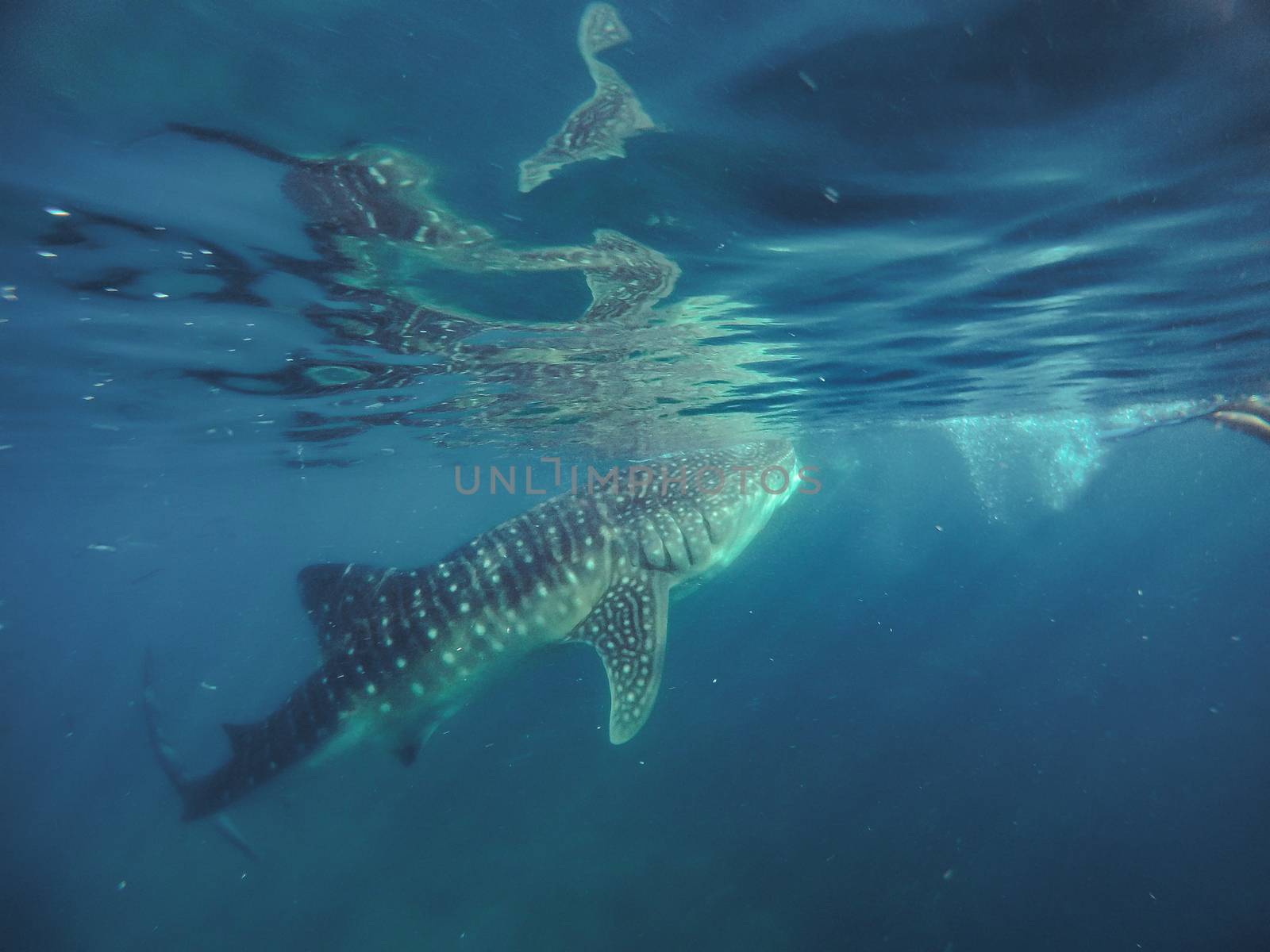 Swimming snorkeling with big whale sharks. Entertainment for tourists in the area of the city of Oslob on the island of Cebu Philippines.