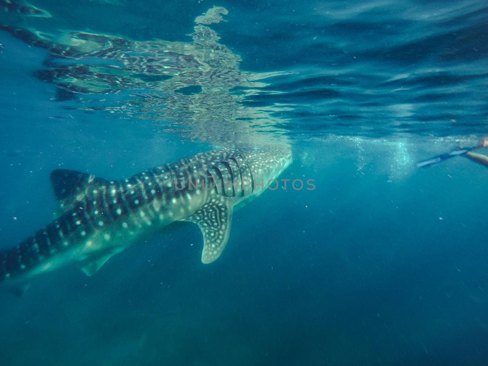 Swimming snorkeling with big whale sharks. Entertainment for tourists in the area of the city of Oslob on the island of Cebu Philippines.