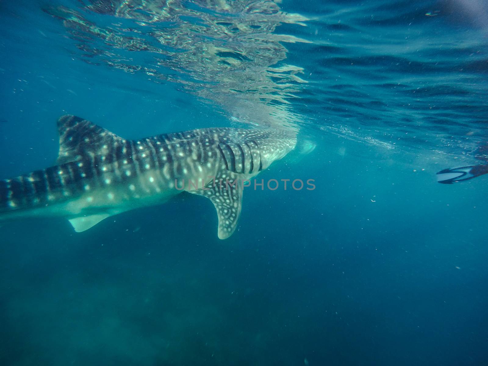 Swimming snorkeling with big whale sharks. Entertainment for tourists in the area of the city of Oslob on the island of Cebu Philippines.