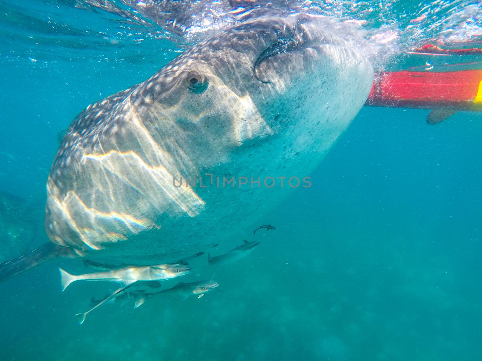 Swimming snorkeling with big whale sharks. Entertainment for tourists in the area of the city of Oslob on the island of Cebu Philippines.