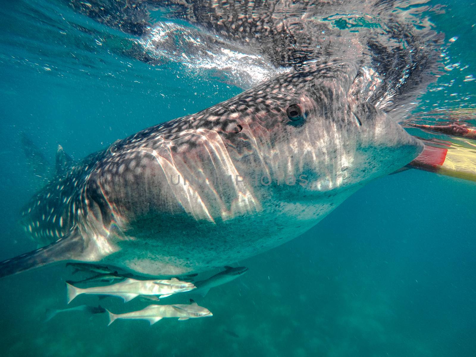 Swimming snorkeling with big whale sharks. Entertainment for tourists in the area of the city of Oslob on the island of Cebu Philippines.