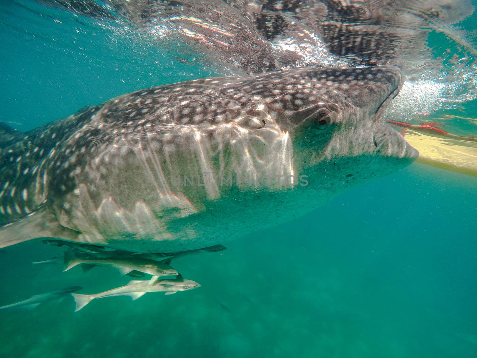 Swimming snorkeling with big whale sharks. Entertainment for tourists in the area of the city of Oslob on the island of Cebu Philippines.
