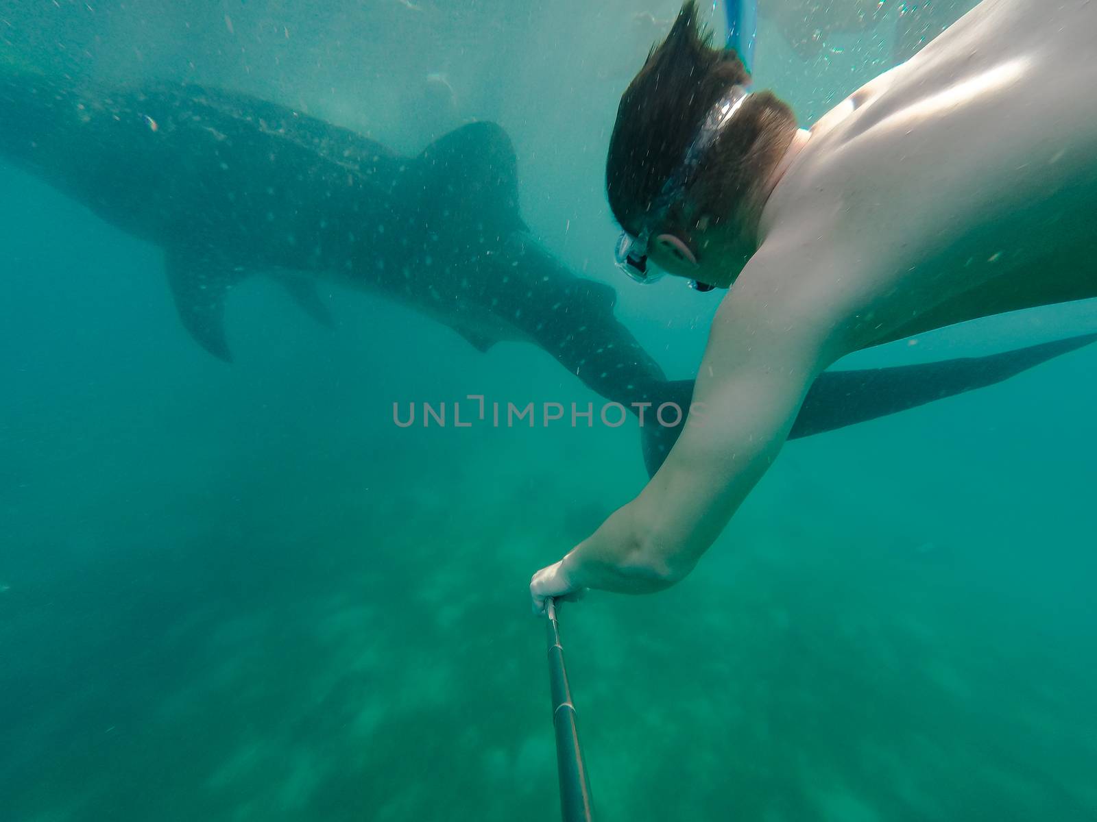 Swimming snorkeling with big whale sharks. Entertainment for tourists in the area of the city of Oslob on the island of Cebu Philippines.