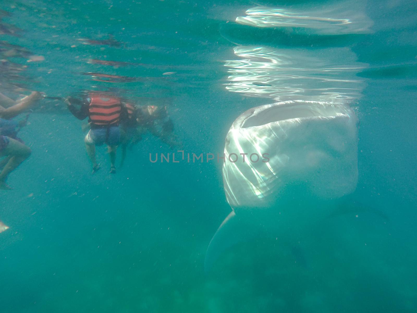 Swimming snorkeling with big whale sharks. Entertainment for tourists in the area of the city of Oslob on the island of Cebu Philippines.