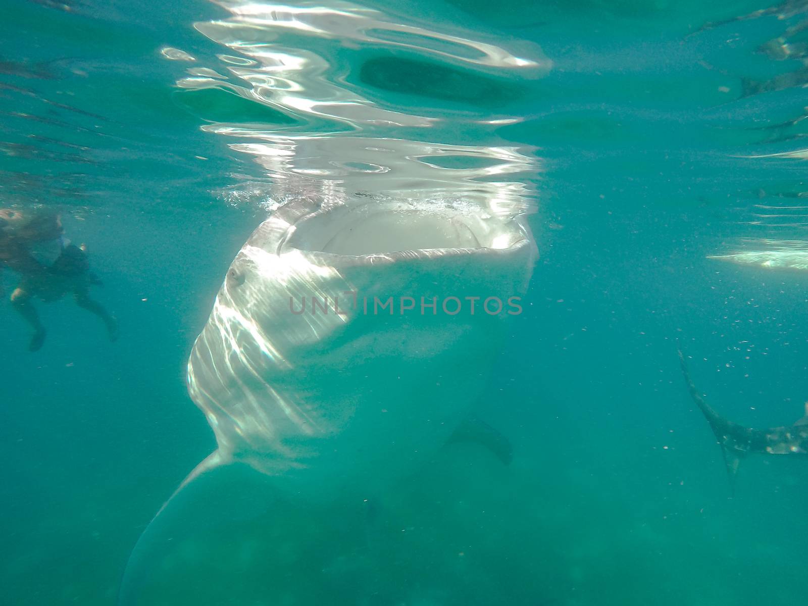 Swimming snorkeling with big whale sharks. Entertainment for tourists in the area of the city of Oslob on the island of Cebu Philippines.