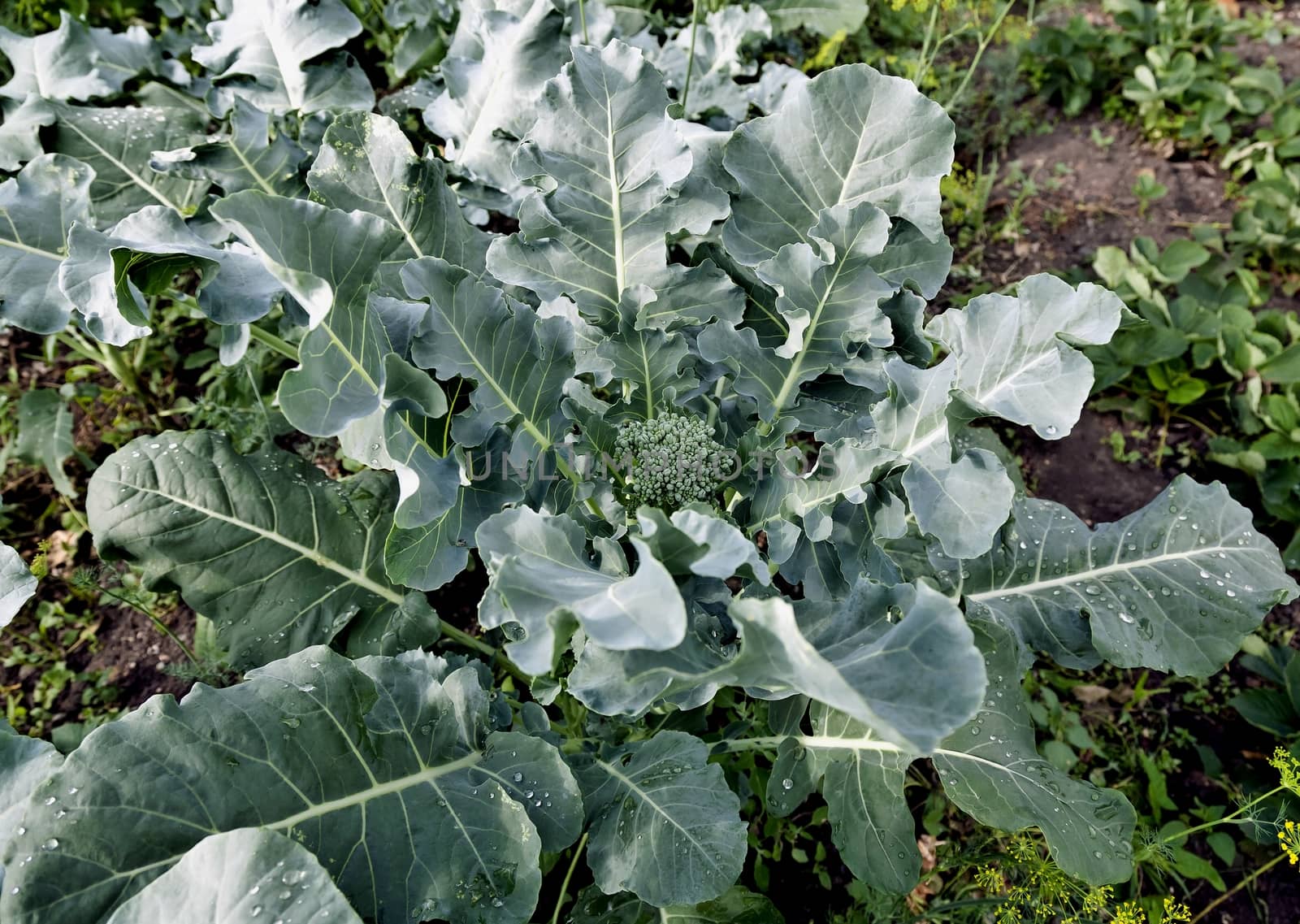 large green leaves of broccoli in the garden