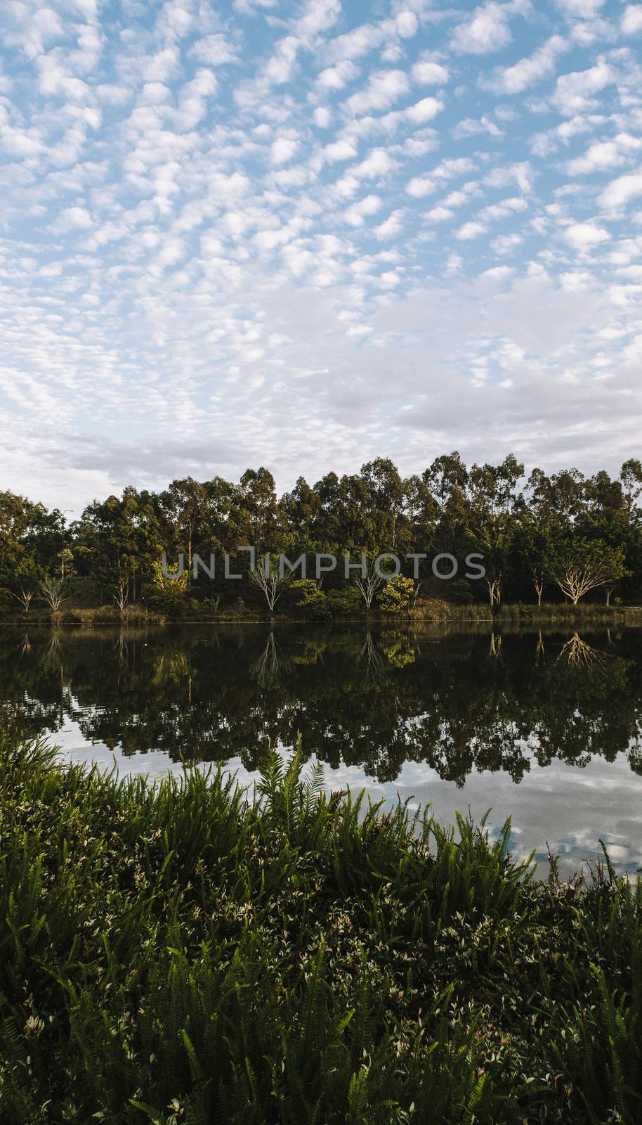 Beautiful lake in Springfield Lakes, Ipswich City, Queensland in the morning.