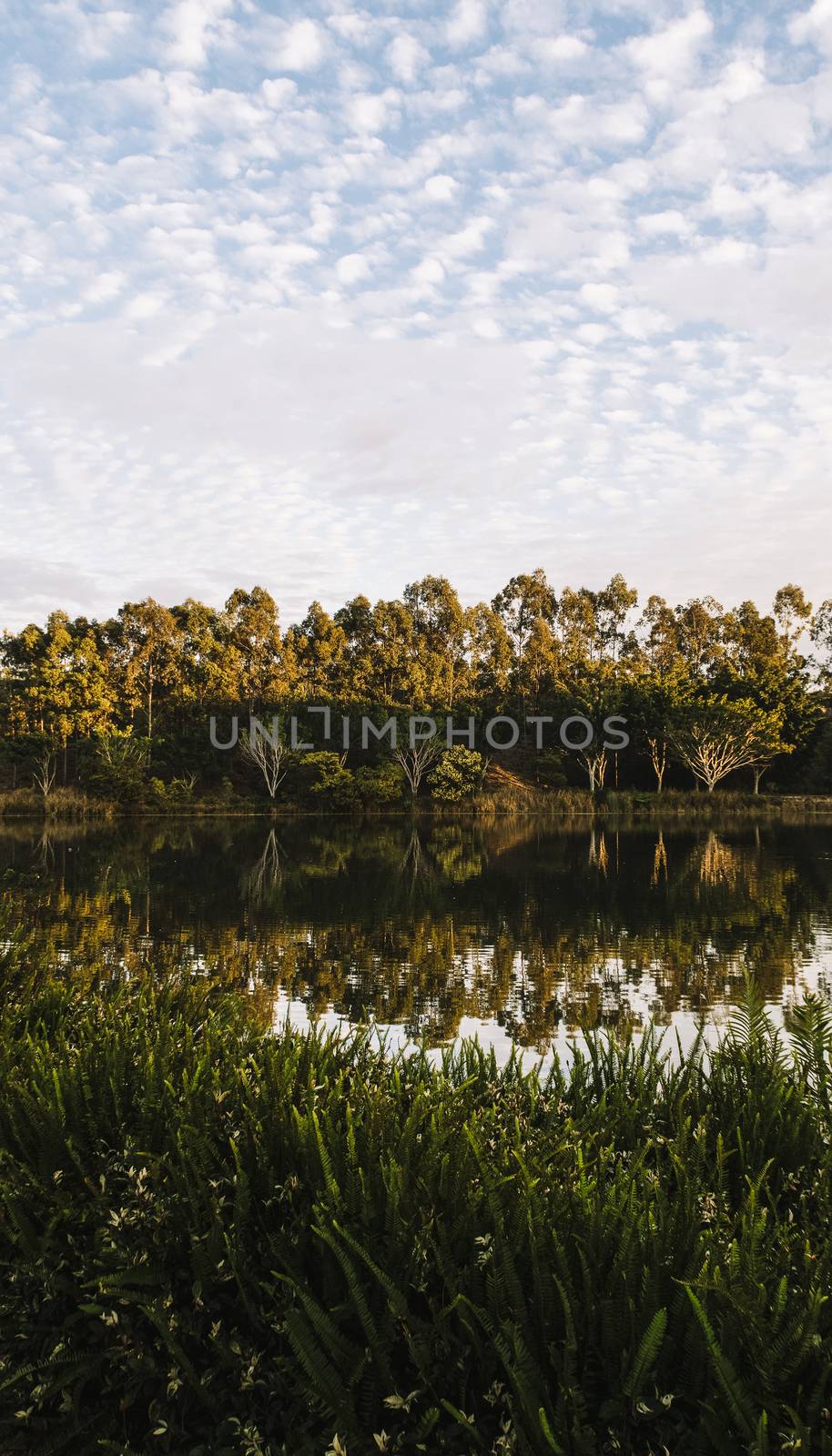 Beautiful lake in Springfield Lakes, Ipswich City, Queensland in the morning.