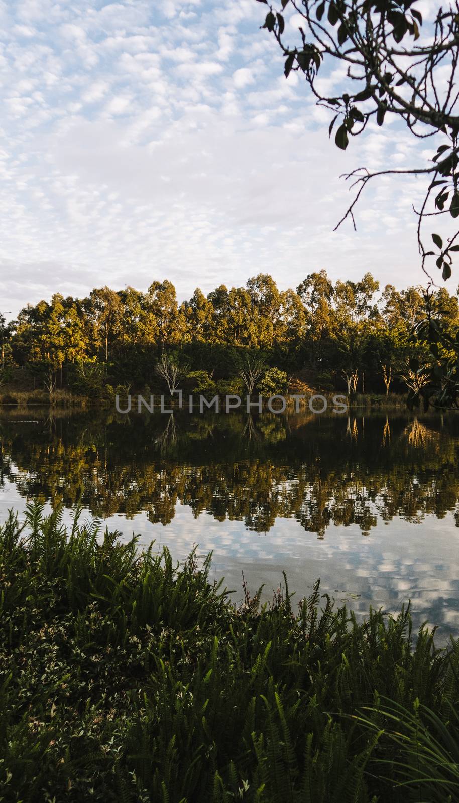 Beautiful lake in Springfield Lakes, Ipswich City, Queensland in the morning.