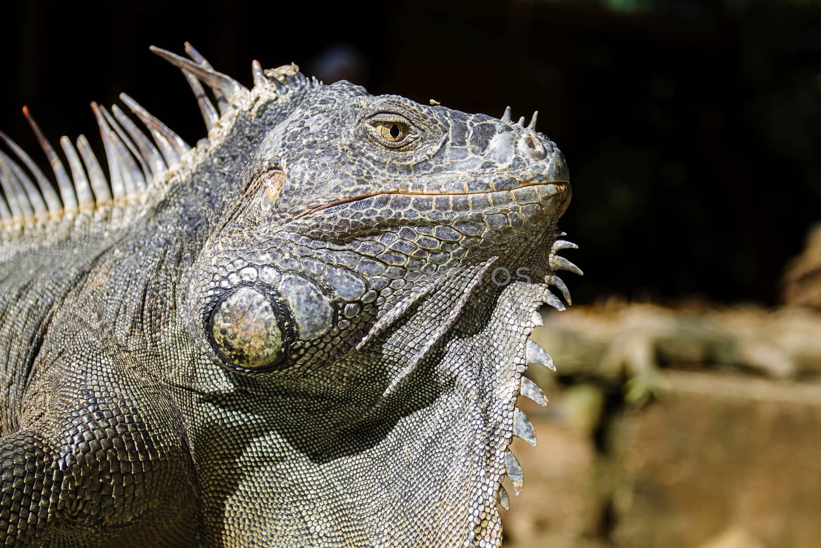 Close up of a grey iguana under the sun