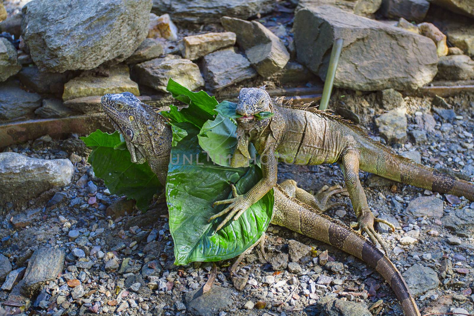 one iguage eating a leave, the other hidding under leaves