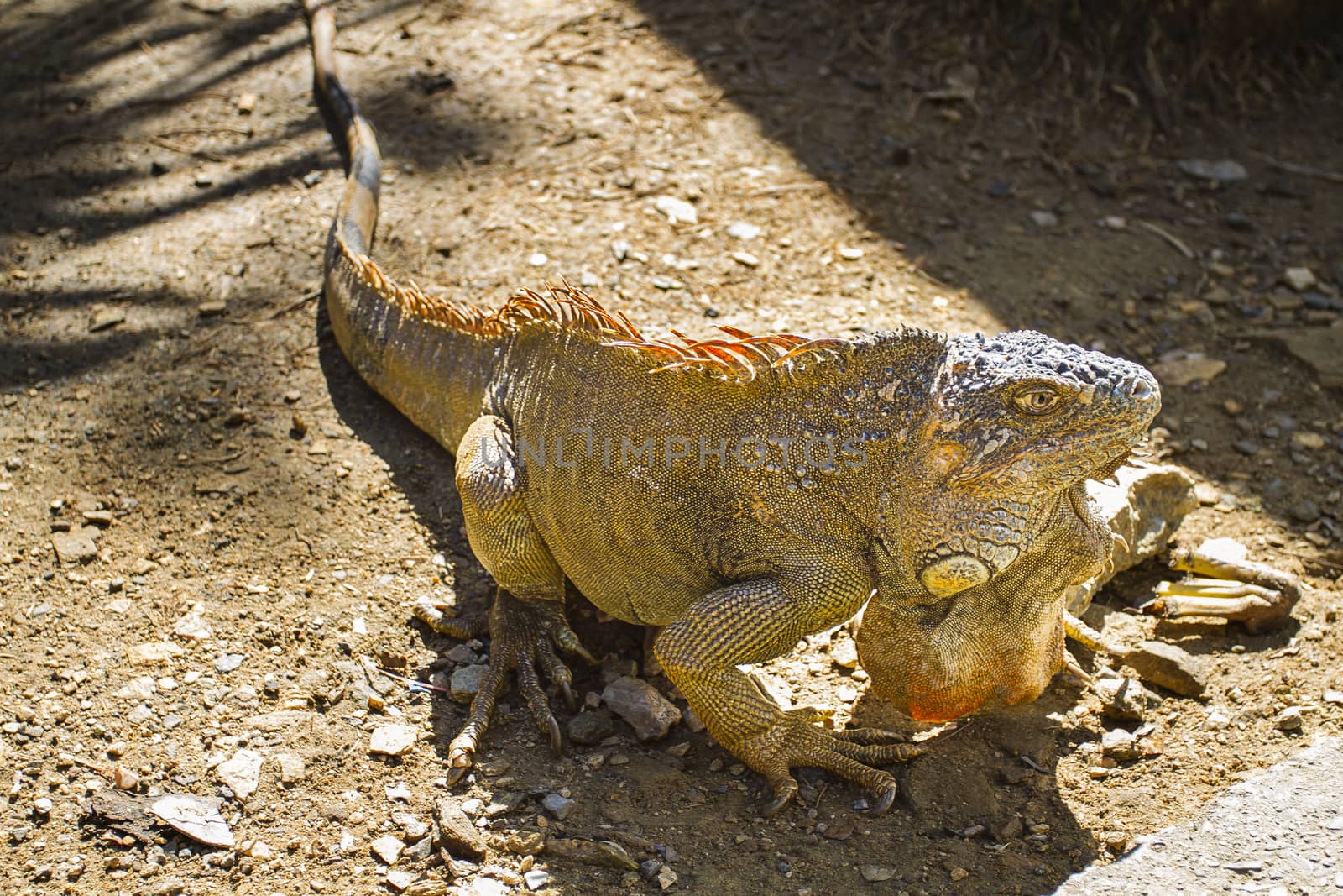Large brown iguana sunbathing on rocky ground