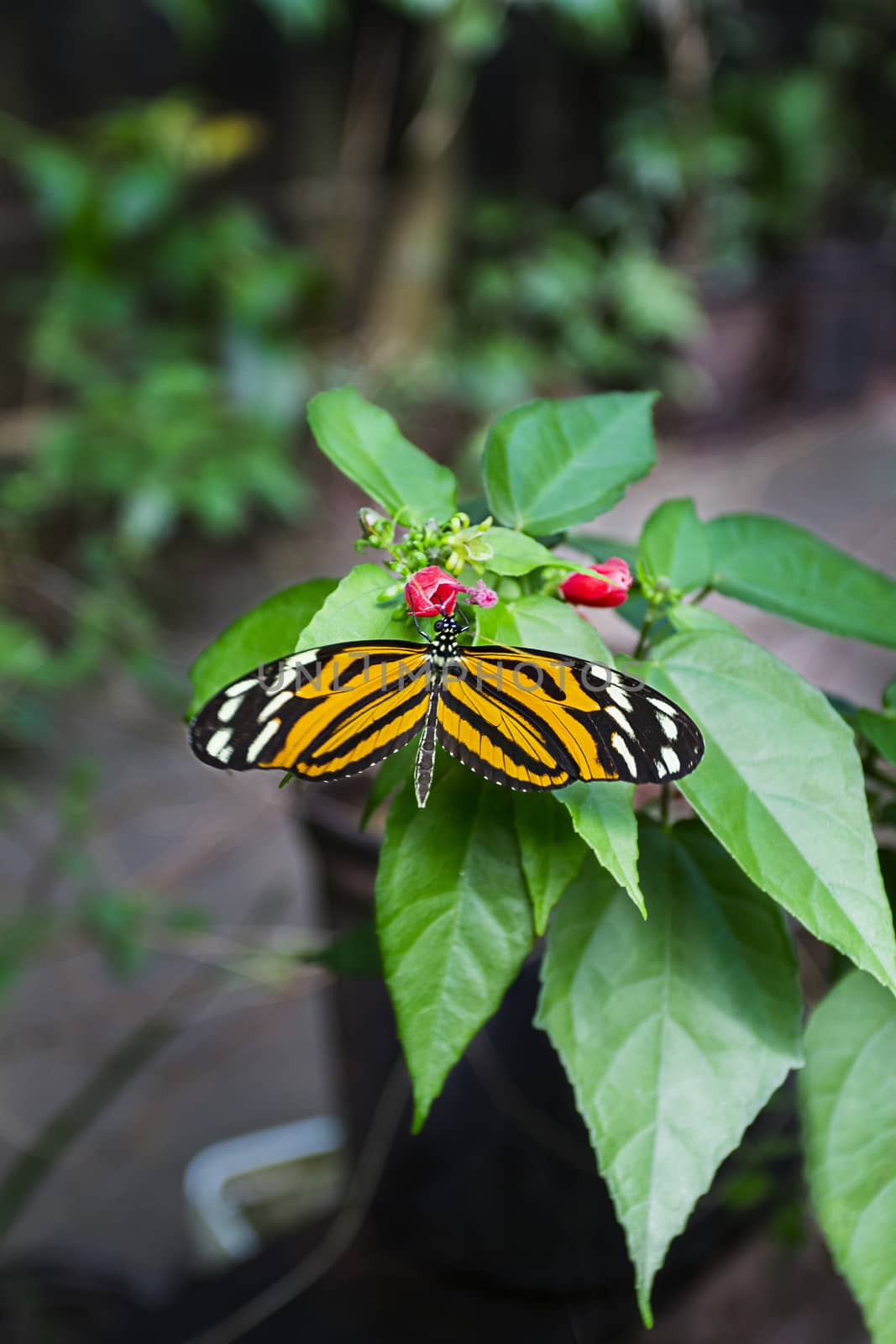 Tithorea tarricina resting on a tropical plant