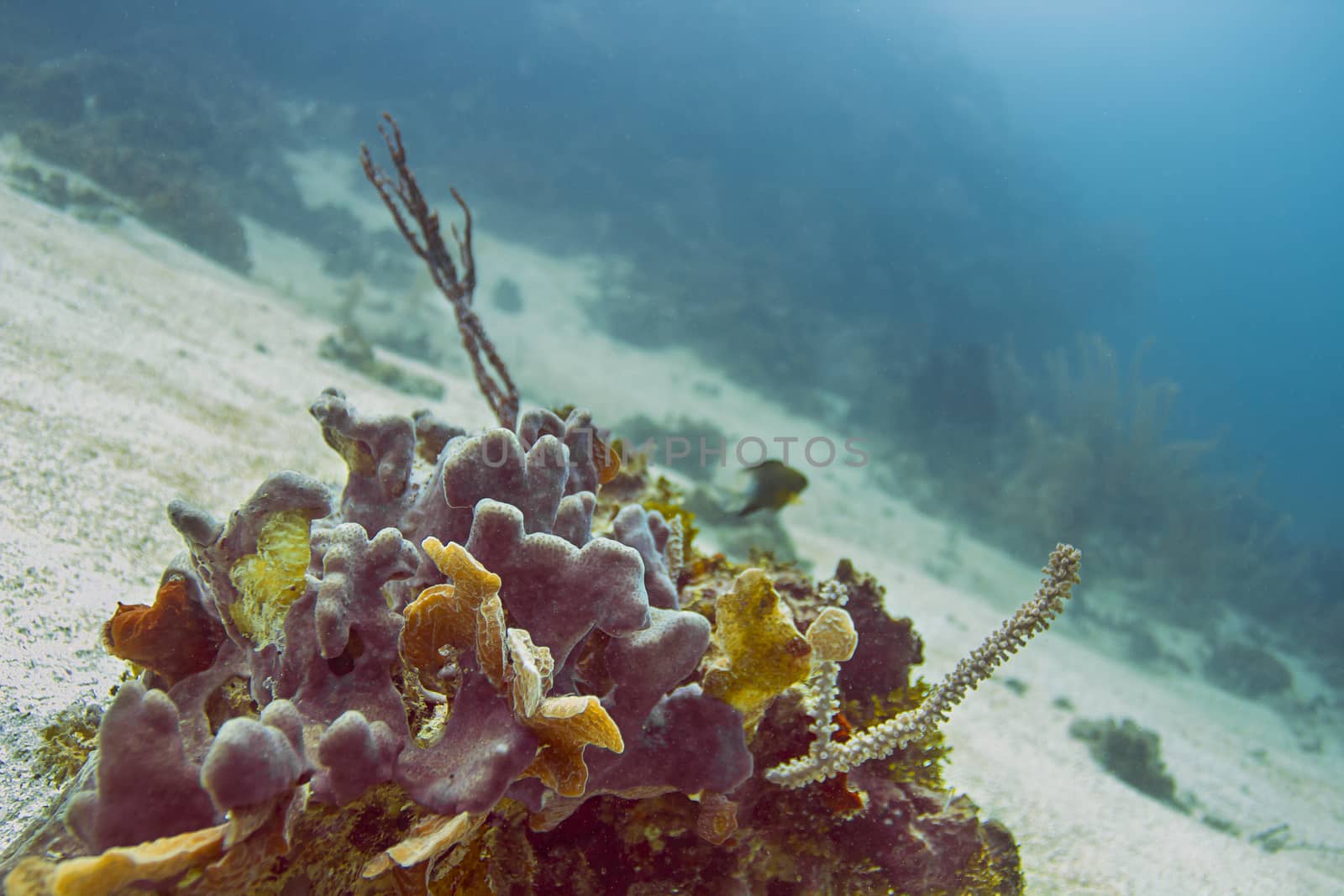 Part of an Atlantic coral reef deep underwater