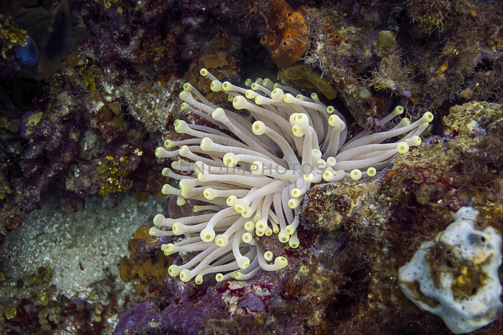 Giant anemone growing between rock in a reef