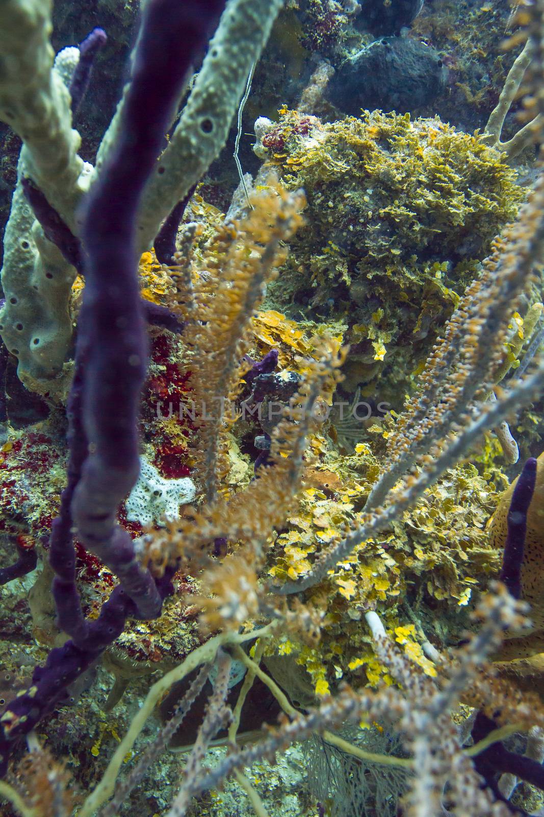 Seahorse cammouflage in between branches of coral reef