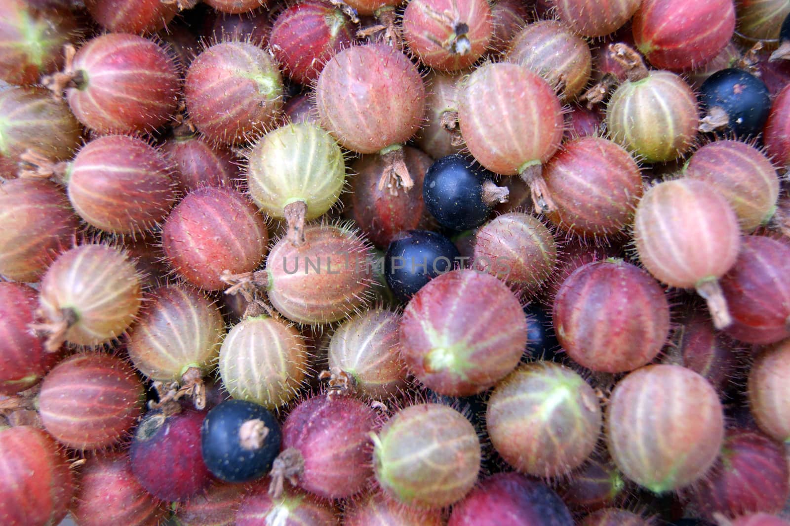 Collected berries of the gooseberry by cobol1964