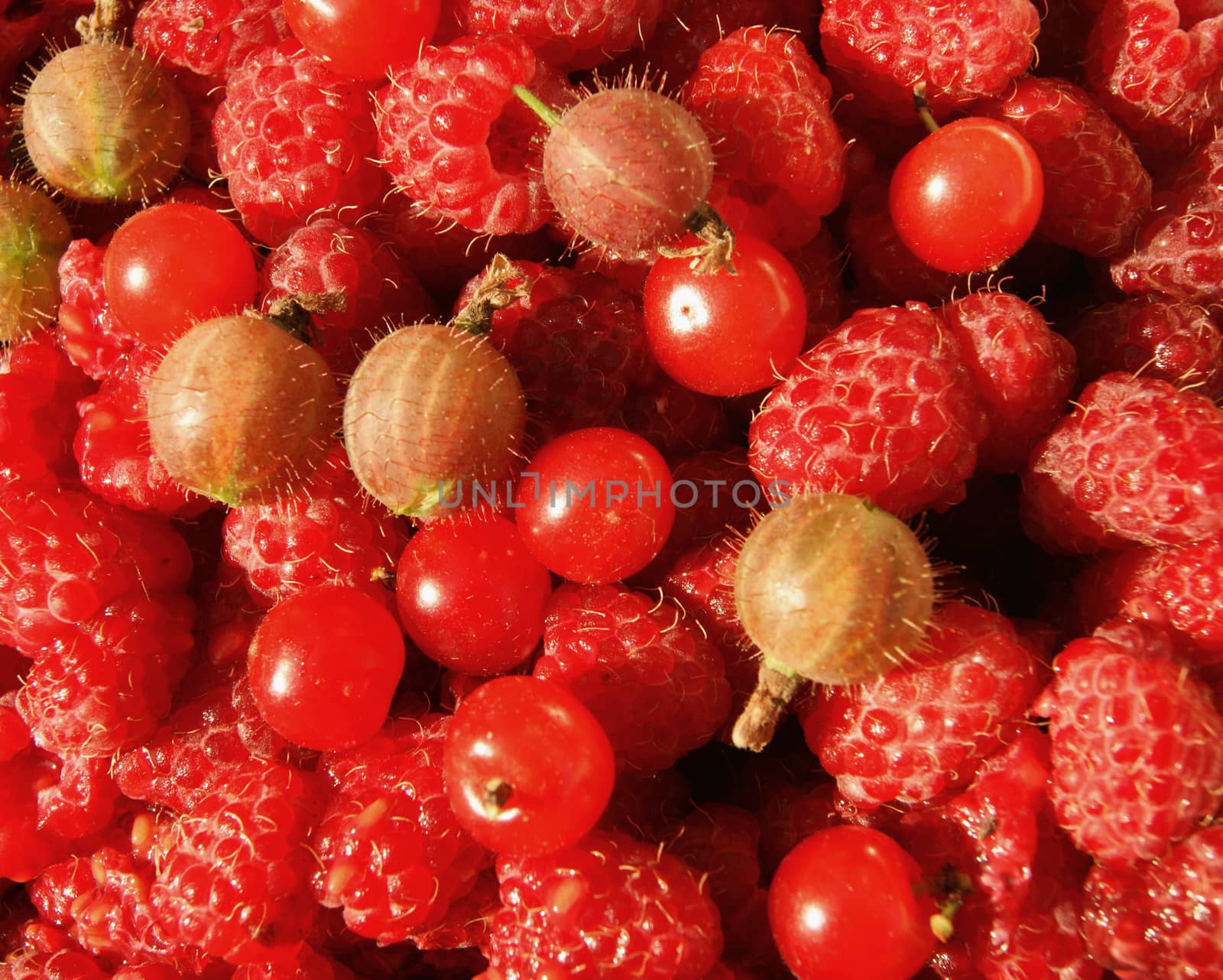 Berries raspberry,gooseberry and cherry by cobol1964
