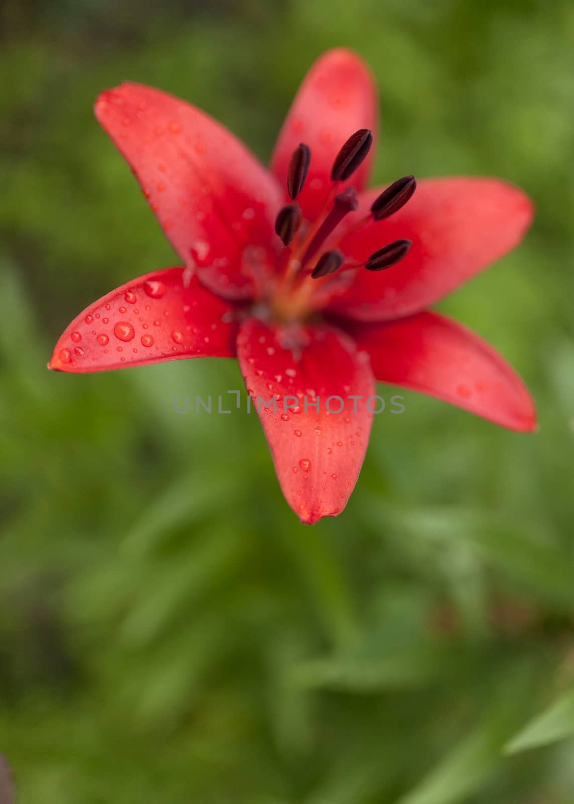 red Lily with raindrops on the petals on a cloudy day, narrow focus area