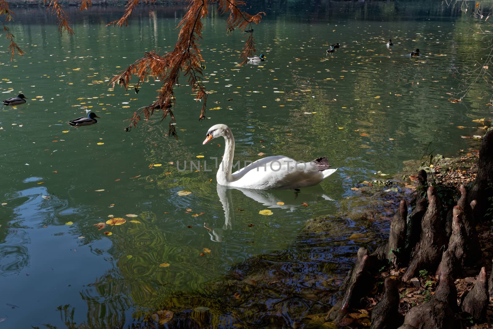 Swan gliding along the Lake in Parco di Monza by phil_bird