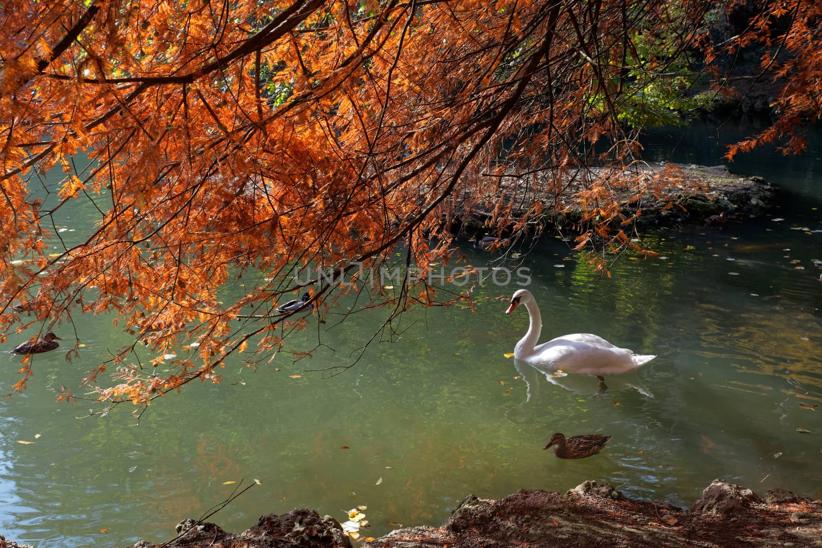 Swan gliding along the Lake in Parco di Monza