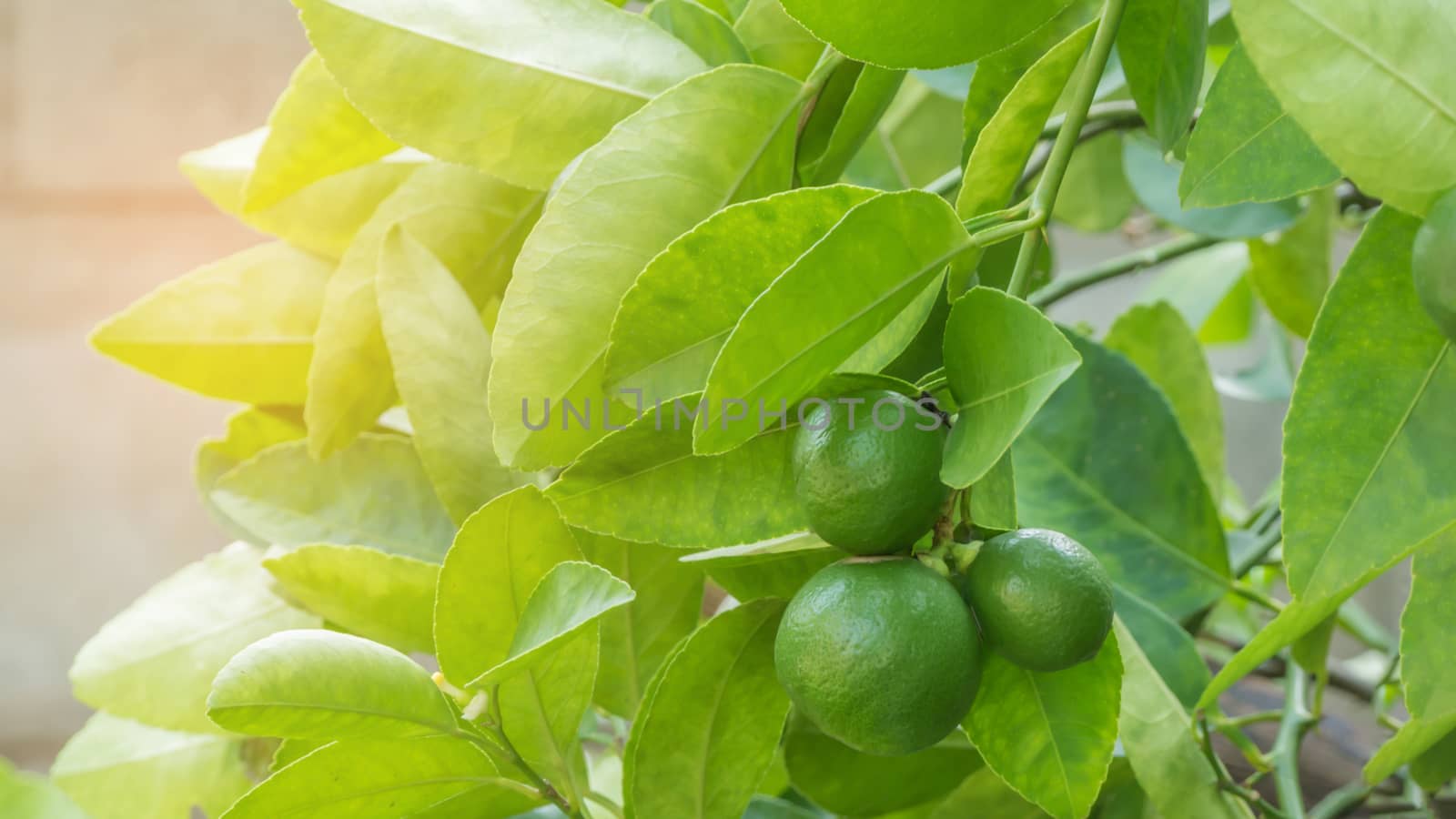 Lime green tree hanging from the branches of it