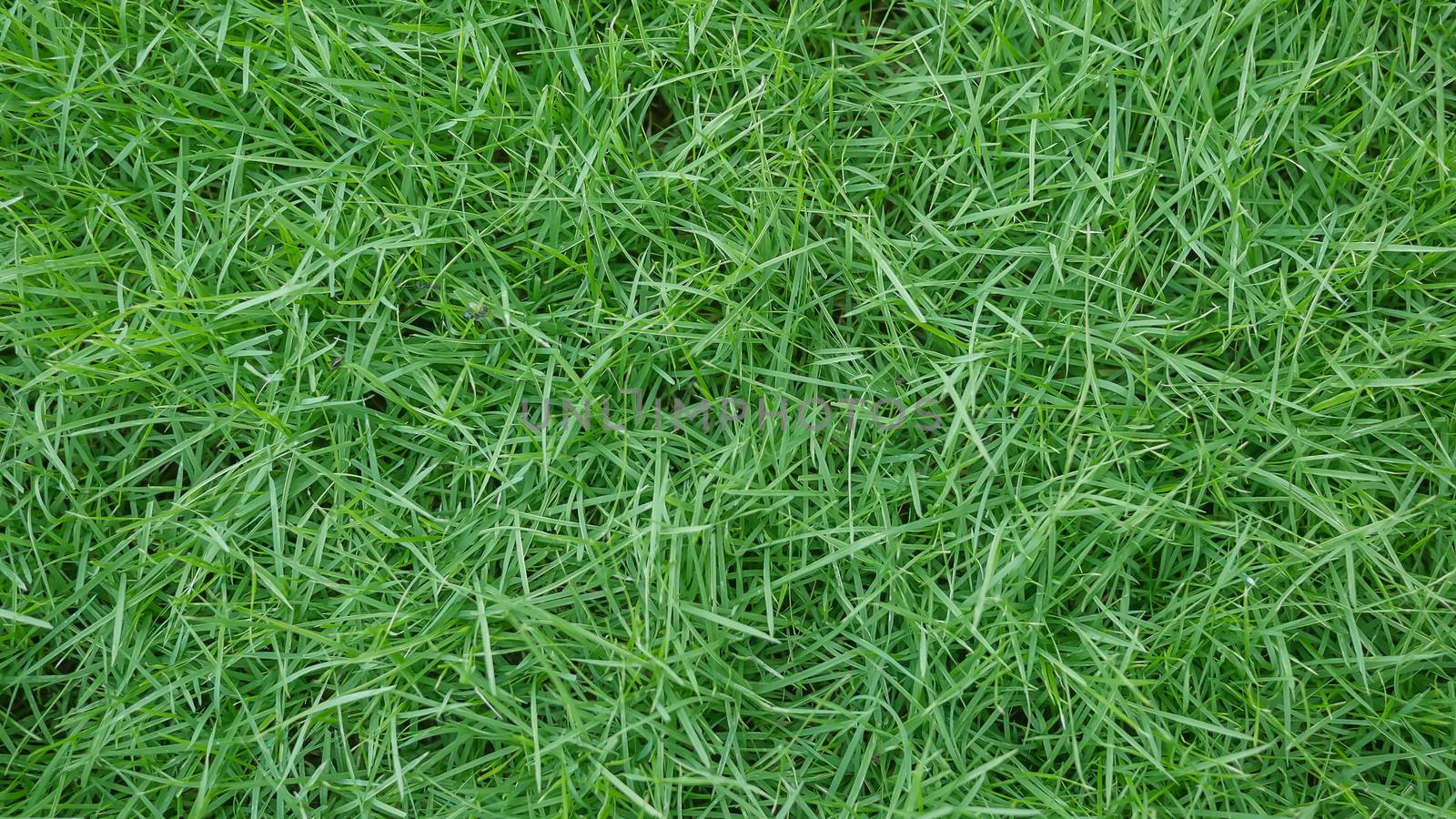 fresh spring green grass natural background texture
