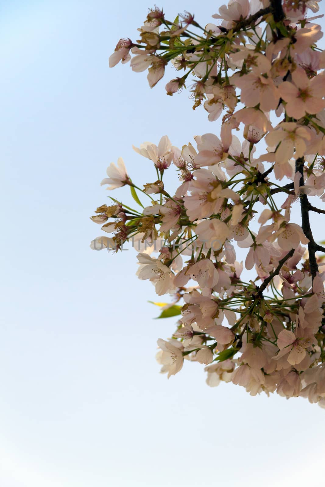 Branches and flowers of a Cherry Blossom tree in bloom