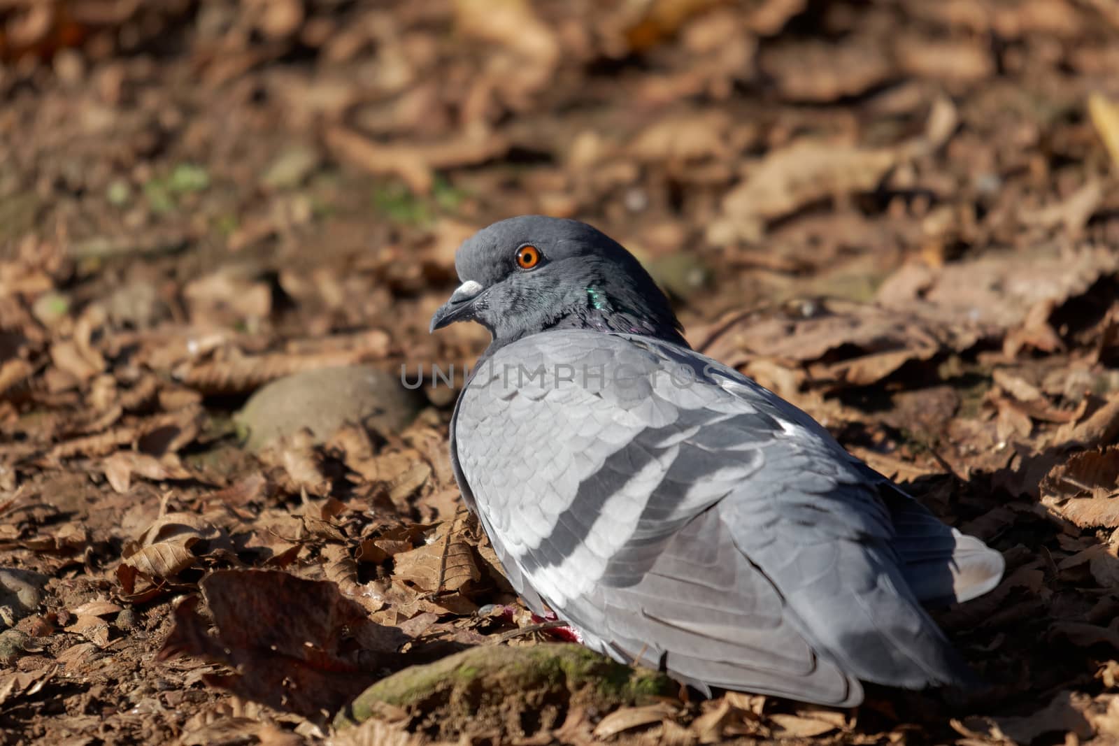 Pigeon basking in the sun in the Parco di Monza