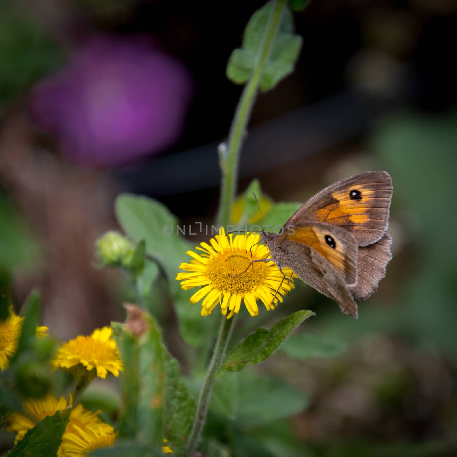 Meadow Brown Butterfly (Maniola jurtina) feeding on a Common Fle by phil_bird