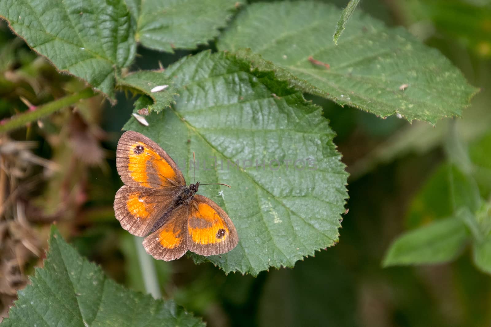 The Gatekeeper or Hedge Brown (Pyronia tithonus) butterfly resting on a leaf