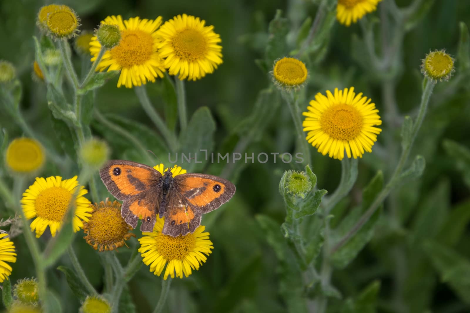 Gatekeeper feeding on a Common Fleabane (Pulicaria dysenterica)  by phil_bird