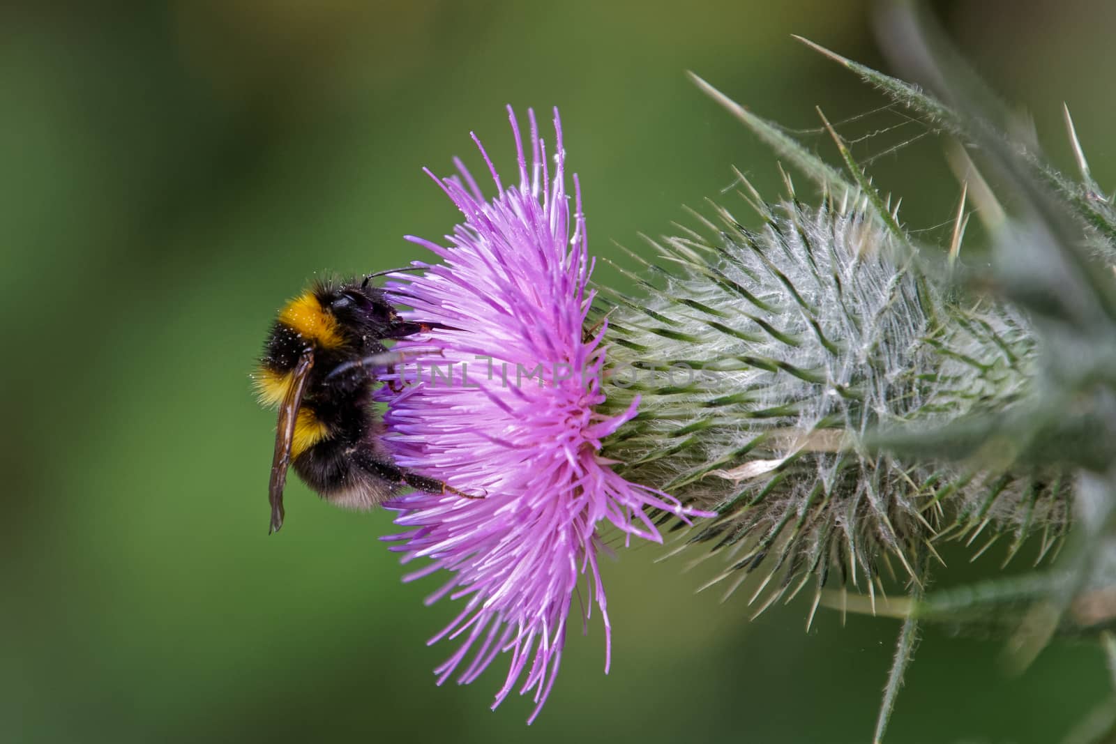 Buff-tailed bumblebee (Bombus terrestris) gathering pollen from a Thistle