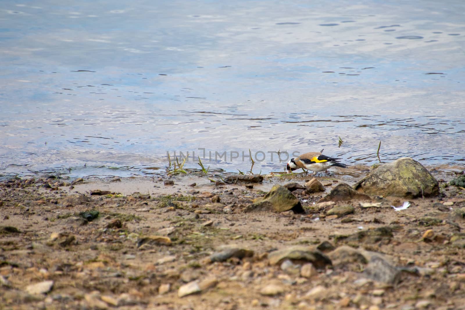 European Goldfinch drinking from Ardingly Reservoir by phil_bird