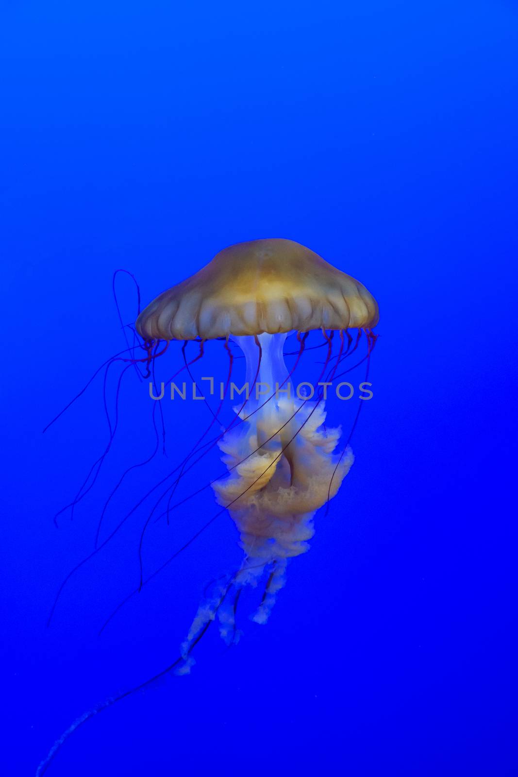 Sea Nettle, Chrysaora fuscescens, floating in the blue waters of Pacific Ocean.