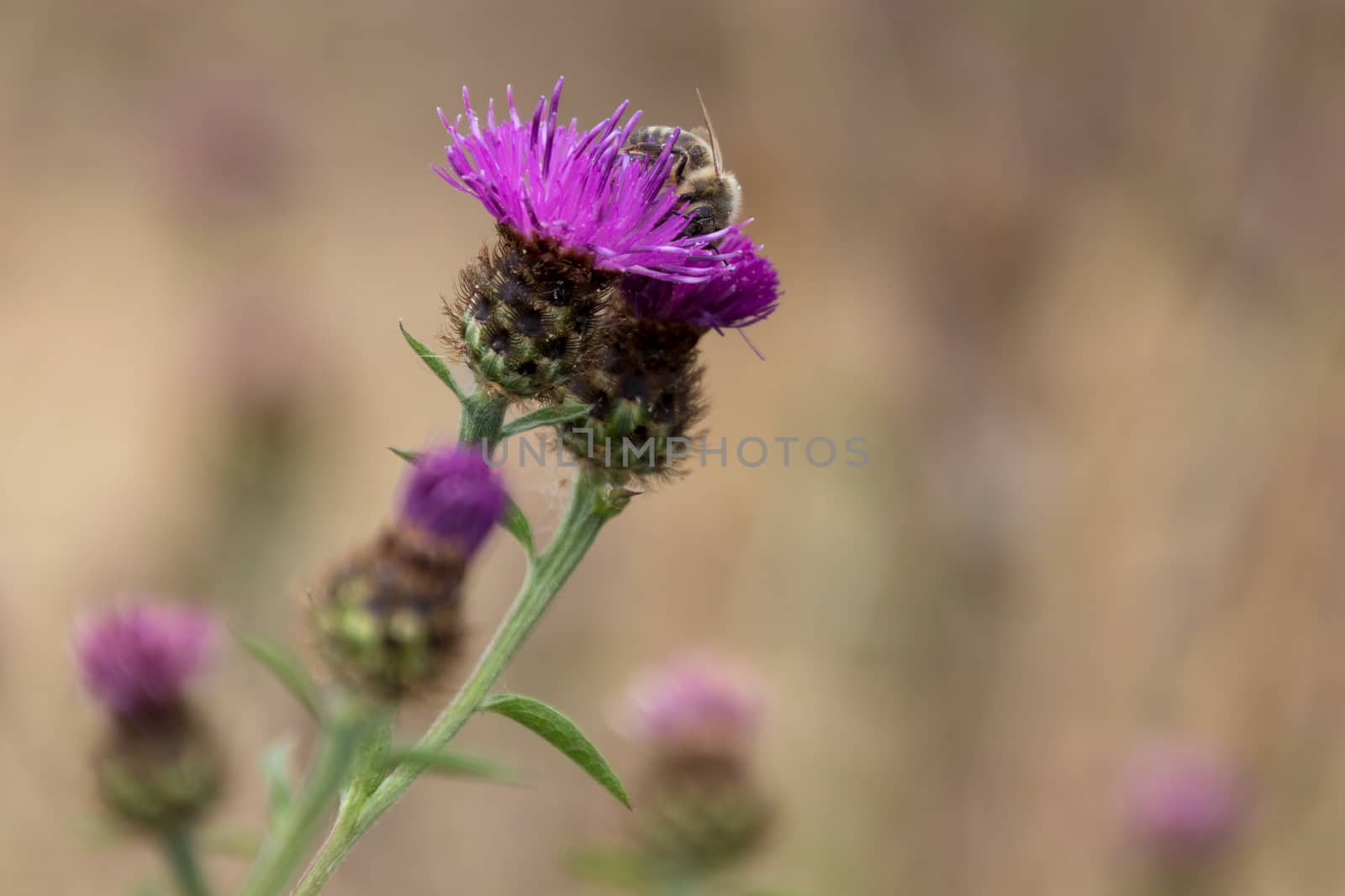 Western Honey Bee (Apis mellifera) gathering pollen from a Thistle