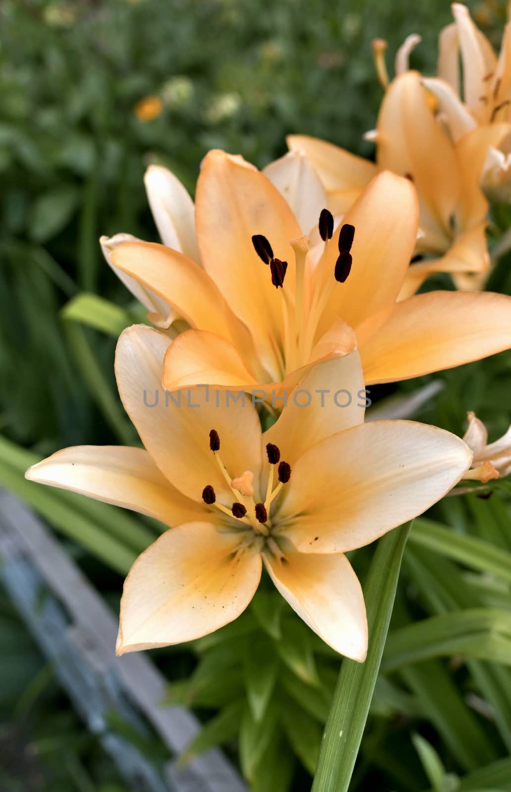 beautiful flower cream Lily, soft focus by valerypetr