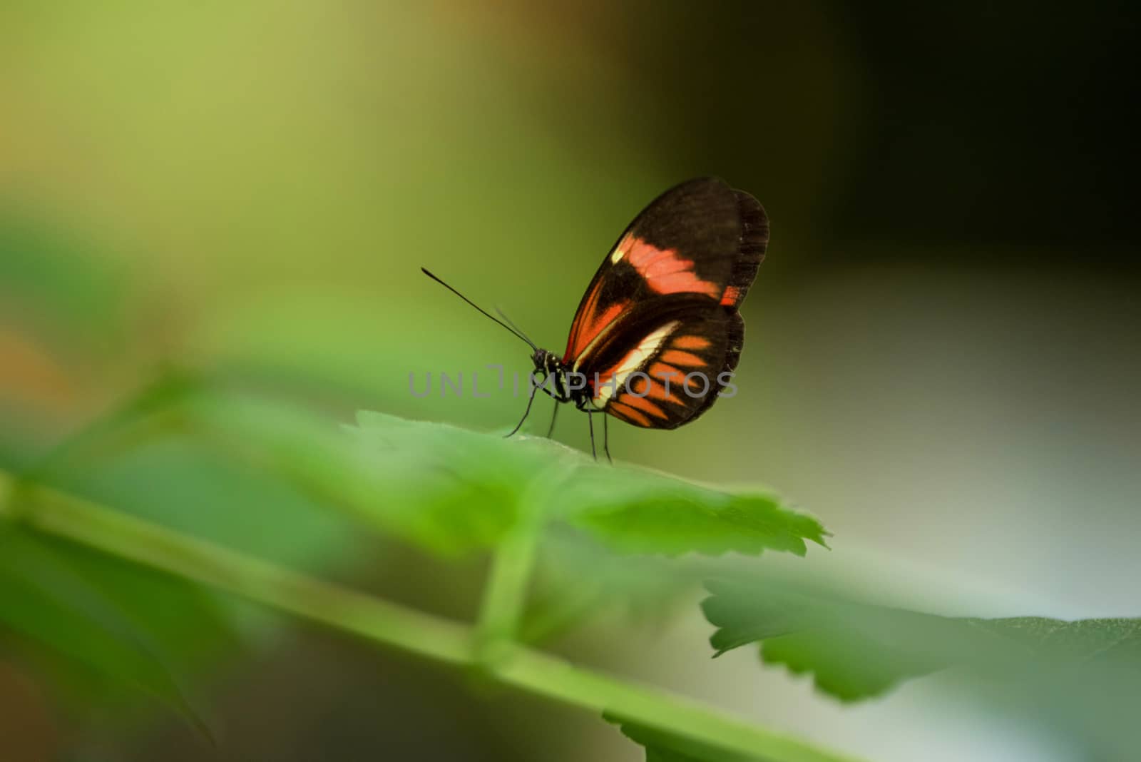 Butterfly (Heliconus Melpomene) on a green leaf.  by HERRAEZ