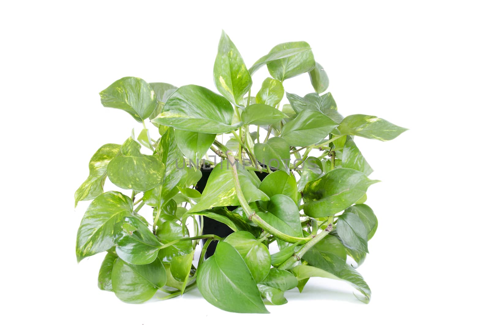 Green House Plant isolated on white background