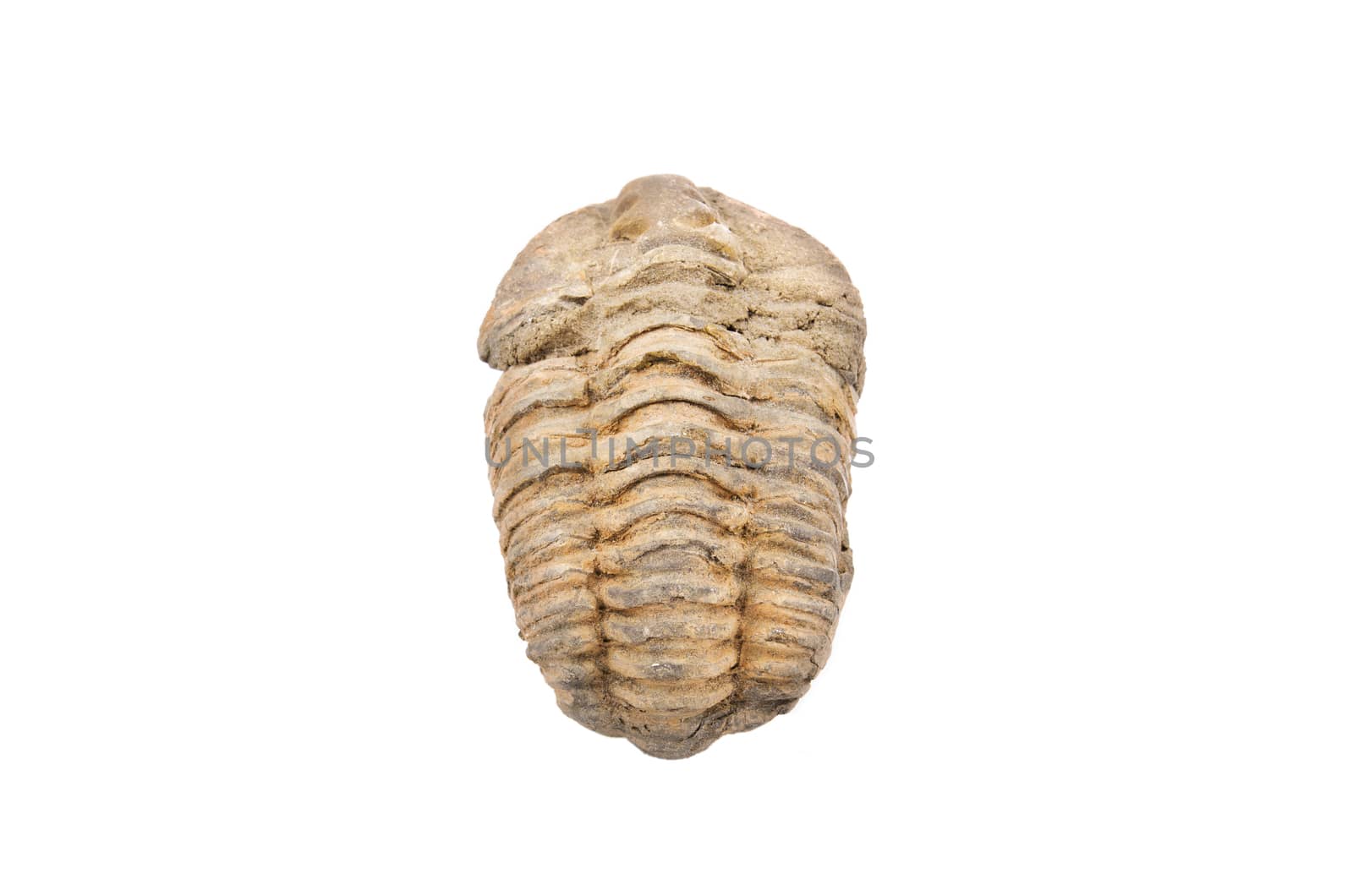Trilobite fossil on white isolated background