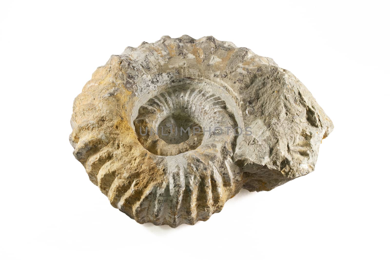 Ammonite Fossil over white isolated background