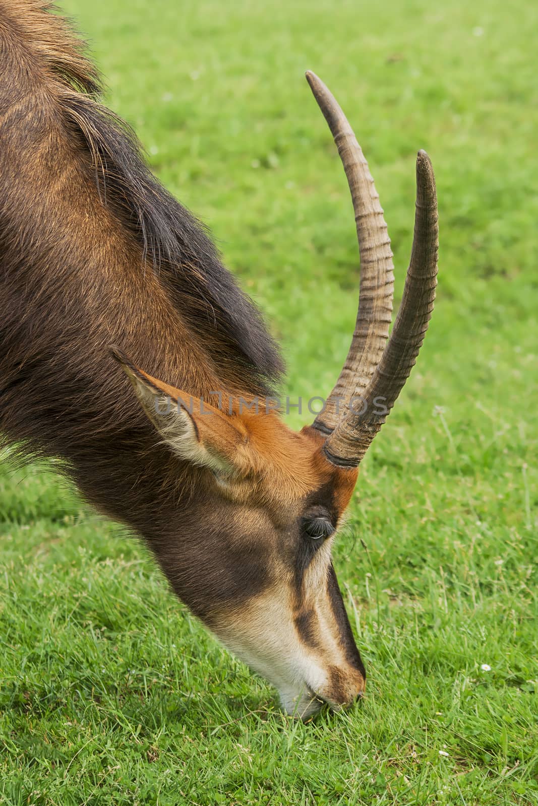 Oryx eating grass