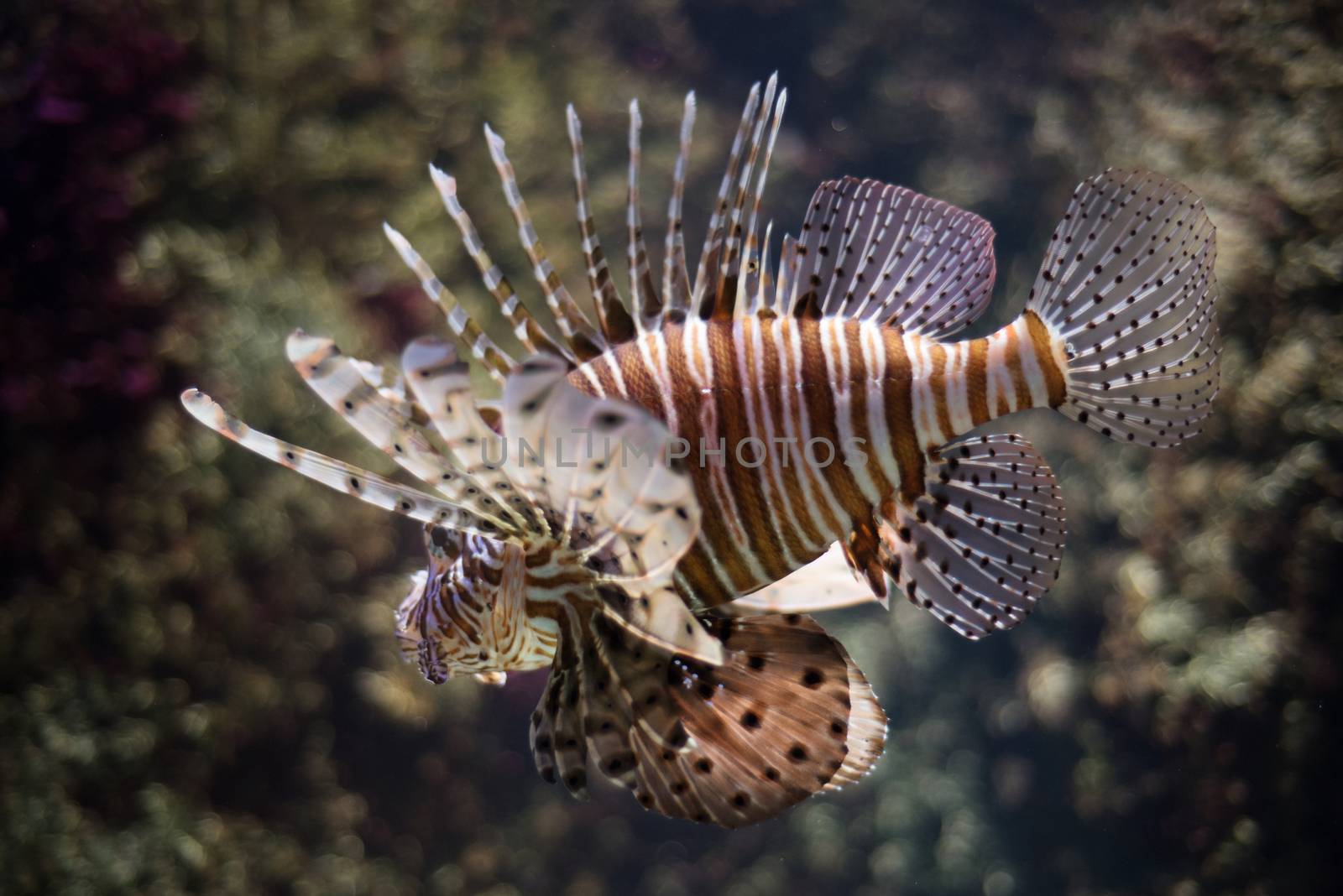 Scorpion fish by HERRAEZ