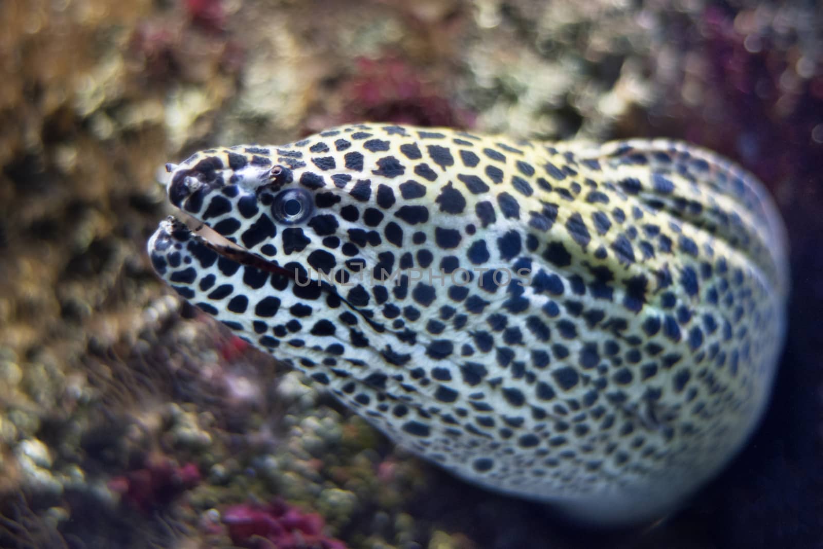 Close up view of a moray fish. by HERRAEZ