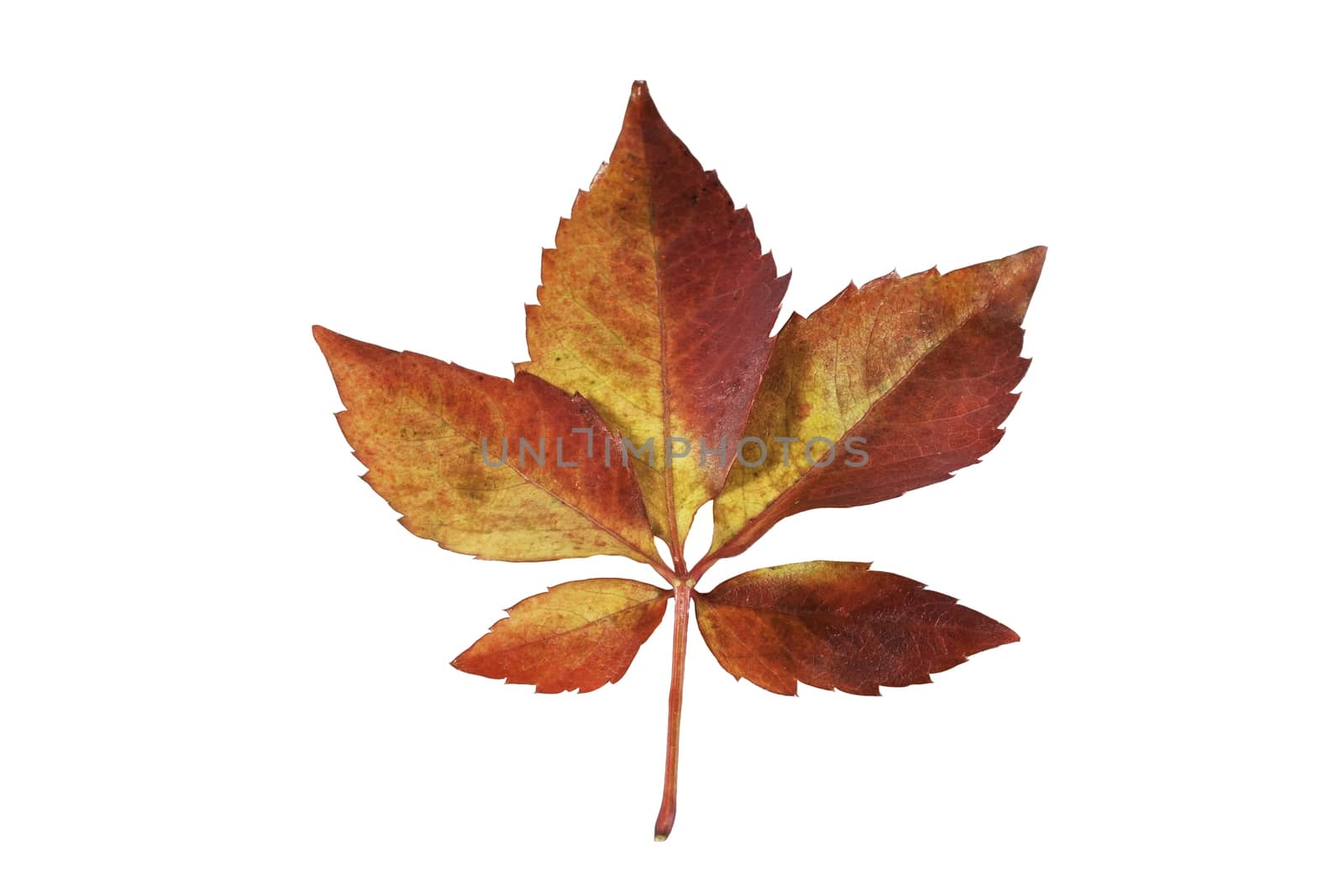 Autumn red leaf