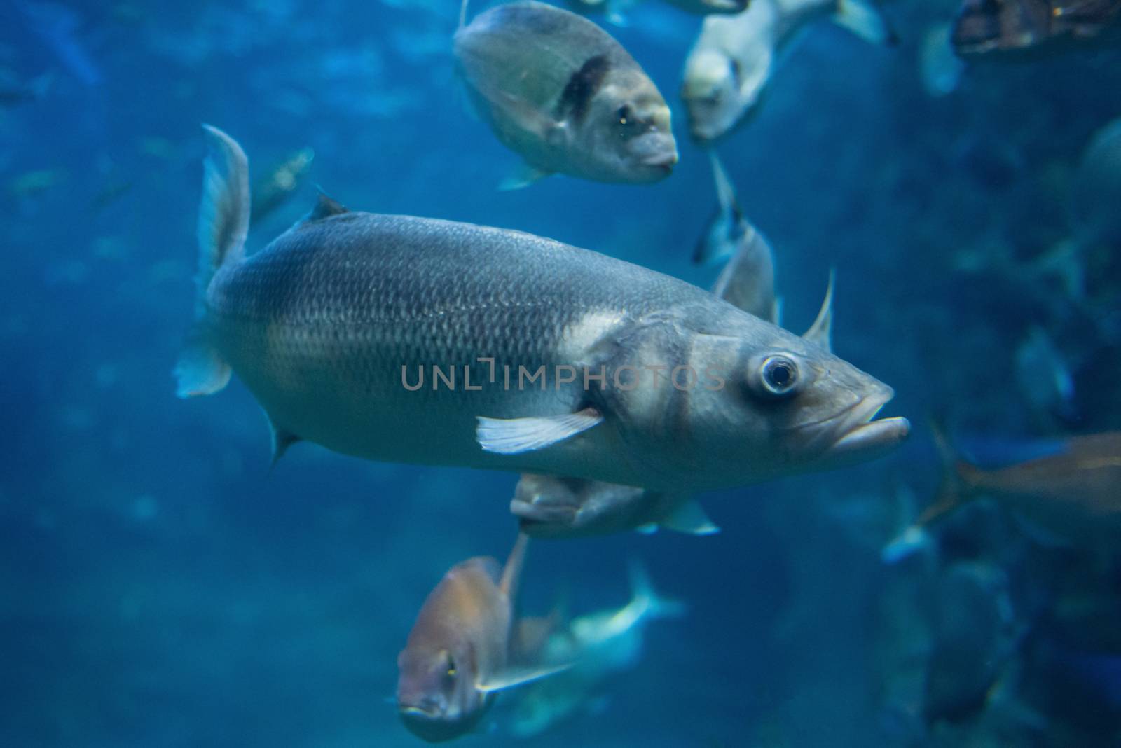 Fishes swimming in large seawater aquarium. by HERRAEZ