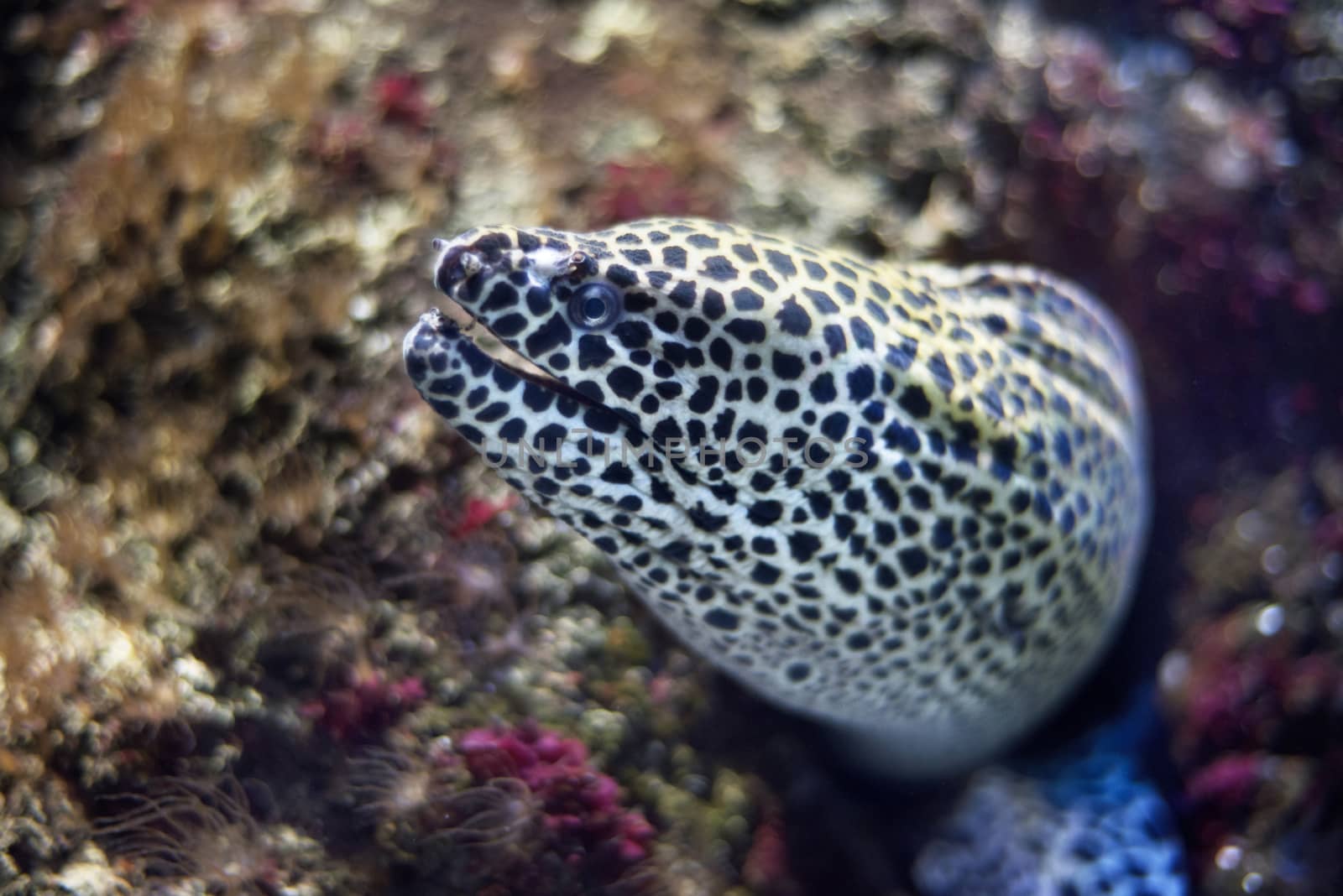 Close up view of a moray fish. by HERRAEZ